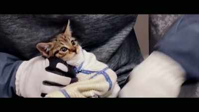 That's all a desire
to protect themselves - Cat Daddies