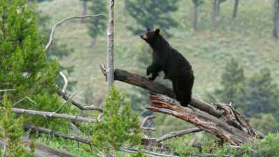 That's because at some
point in August of 1871, - Yellowstone: One-Fifty