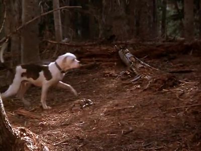That's as big as Sassy - Homeward Bound: The Incredible Journey