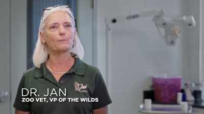 That's five endangered
species puppies, - Secrets of the Zoo