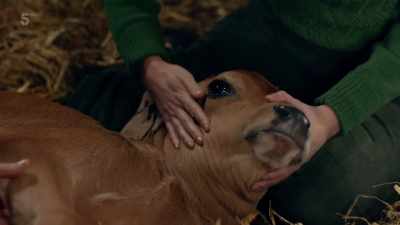 That's good.
Keep hold of her neck, please? - All Creatures Great & Small