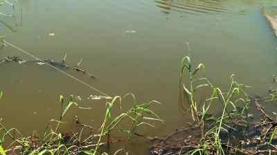 That's him. - Swamp People