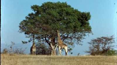 That's how you build
up how an animal lives. - The Woman Who Loves Giraffes