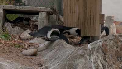 That's how you go under a fence, - Penguin Town