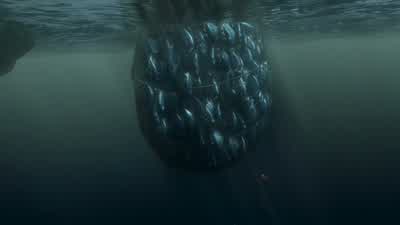 That's it! - Finding Nemo