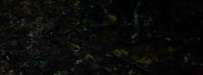 That's it.
The tracks just stop. - Cryptid