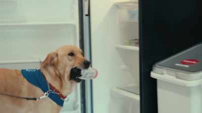 That's it. Yes, sir. Good boy. Very nice. - Inside the Mind of a Dog