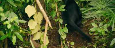 That's my Jaguar. - Autumn and the Black Jaguar