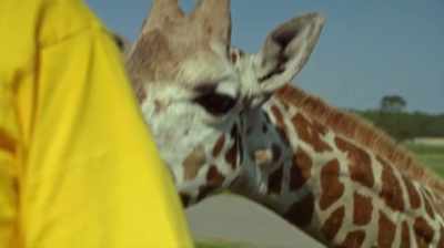 That's janga. He's special
because he's the first giraffe - The Woman Who Loves Giraffes