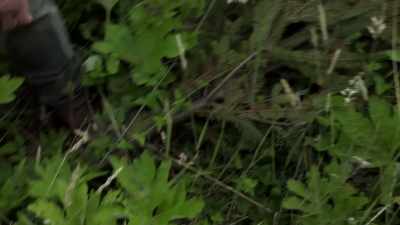 That's not a baby deer
walking through - Expedition Bigfoot