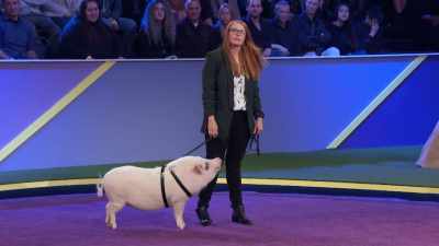 That's not a pig, by the way.
That's a dog. - 2022 American Rescue Dog Show