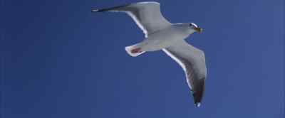 That's not the answer. - Jonathan Livingston Seagull