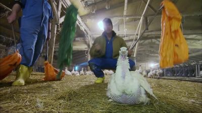 THAT'S ONE HORNY BIRD. - Dirty Jobs