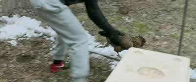 That's pretty good Chickens are slowing down - Creed
