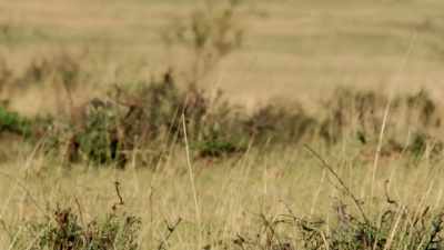 That's right ‐‐
simple game, - When Nature Calls with Helen Mirren