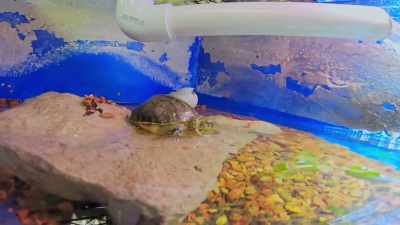 That's the challenge that
we embrace as reptile keepers. - Secrets of the Zoo