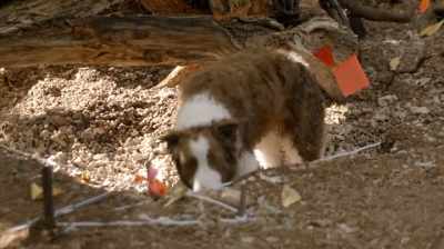 That's where the dogs come in. - Expedition Amelia
