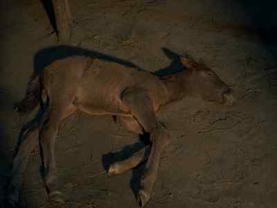 That's the first one, Indian!
Your stud horse is next! - Chino