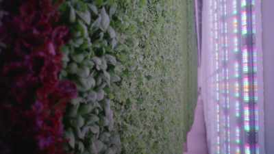 That's the goal. So let's
take our arugula down
there as an example. - What Am I Eating? With Zooey Deschanel