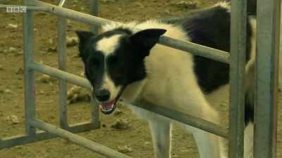 That's the most important thing
for shearing, a music speaker. - Chronicles of the Glens