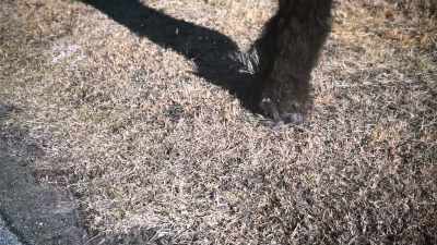That's the name the
Sasquatch word translates to, - Secrets of the Sasquatch
