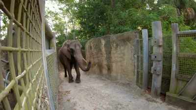 that's the only way to access
the west yard - Magic of Disney's Animal Kingdom