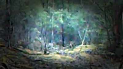 THAT'S TOO HIGH FOR A TASMANIAN TIGER. - Strange Evidence