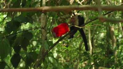 That's... Very funny. - A Costa Rican Wedding