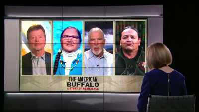 That's why the bison has
become our national mammal here - The American Buffalo