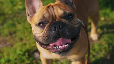 That's why
they're doing that weird eye thing - Inside the Mind of a Dog
