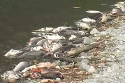 The 2002 fish kill was really
like the canary in the coal
mine. - Artifishal