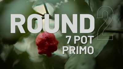 The 7 Pot Primo.
It's a deadly pepper for real. - Superhot: The Spicy World of Pepper People