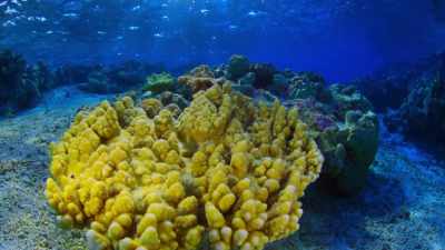 The ability to showcase
that underwater taoga, - Protecting Paradise: The Story of Niue