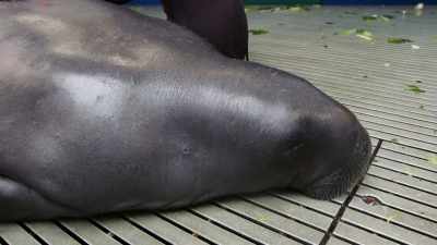 The abscess is getting bigger - Magic of Disney's Animal Kingdom