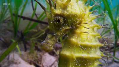 The abundance of
life within them - Wild Isles