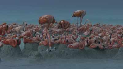 The adults do what they can,
bailing out their nests. - Planet Earth III