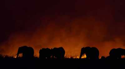 The adults in the herd
have seen fire before. - Surviving Paradise: A Family Tale