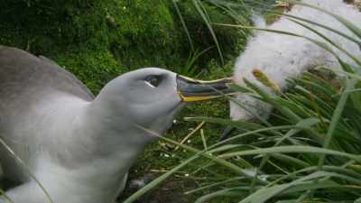 The albatross population here - Seven Worlds, One Planet
