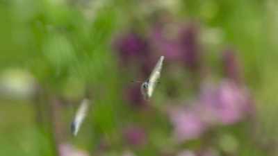 The Alcon blue. - Our Planet