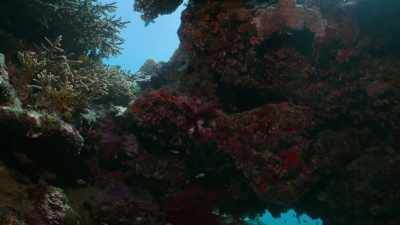 The algae, when they photosynthesise
during the daylight hours, - Attenborough's Life in Colour
