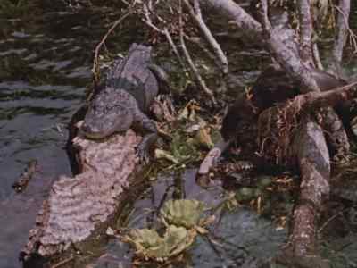 The alligators
don't quite know how to take
these impudent visitors. - Prowlers of the Everglades