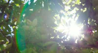 The almond pollination is - The Pollinators