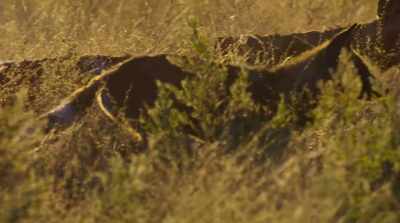 The alpha must rebuild her team
into a peak hunting machine… - Surviving Paradise: A Family Tale