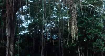 The Amazon jungle
in South America, - Faces of Death
