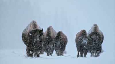 The American bison
is the largest - Yellowstone: One-Fifty