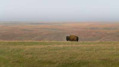The American buffalo was - The American Buffalo