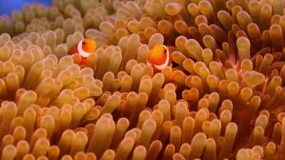 The anemone provides protection
for the clownfish, - Chasing Coral