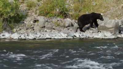 The animals in
Yellowstone also go - Yellowstone: One-Fifty