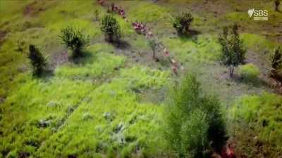 The animals - we see deer, - Curse of the Ancients with Alice Roberts