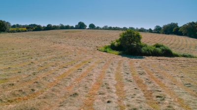 The annual harvest may seem destructive... - Tiny World
